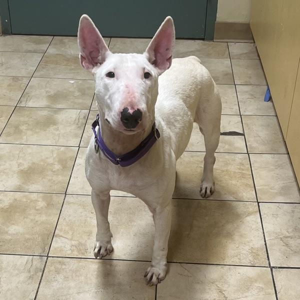 Enlarge Barbara Barbington Aka Barbie (mcas), a Adoptable mixed breed in Troutdale, OR image 4/4