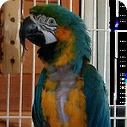 Enlarge Bertie, a Adoptable Macaw in Alexander, NC image 2/4