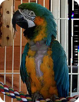 Enlarge Bertie, a Adoptable Macaw in Alexander, NC image 1/2