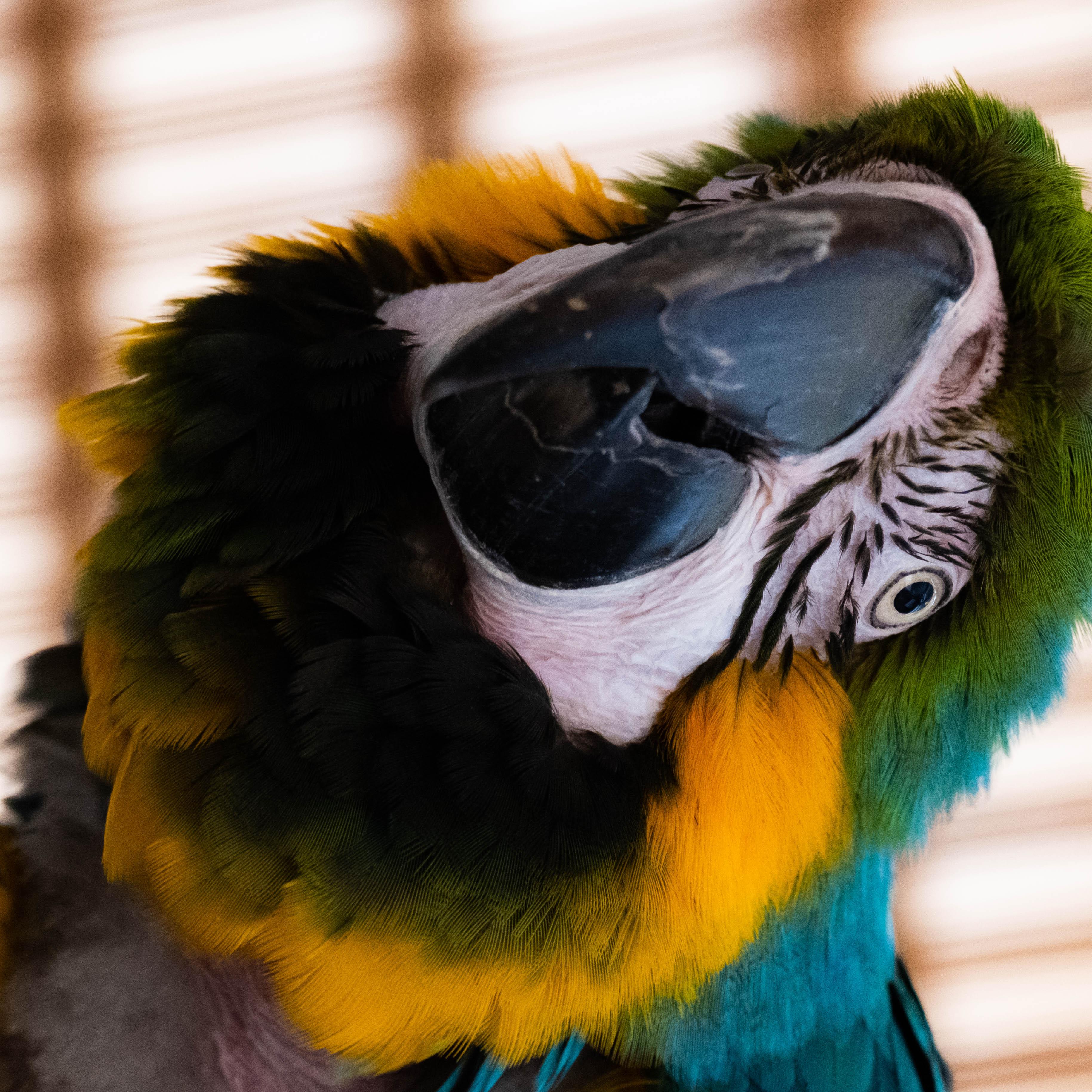 Enlarge Bertie, a Adoptable Macaw in Alexander, NC image 3/4