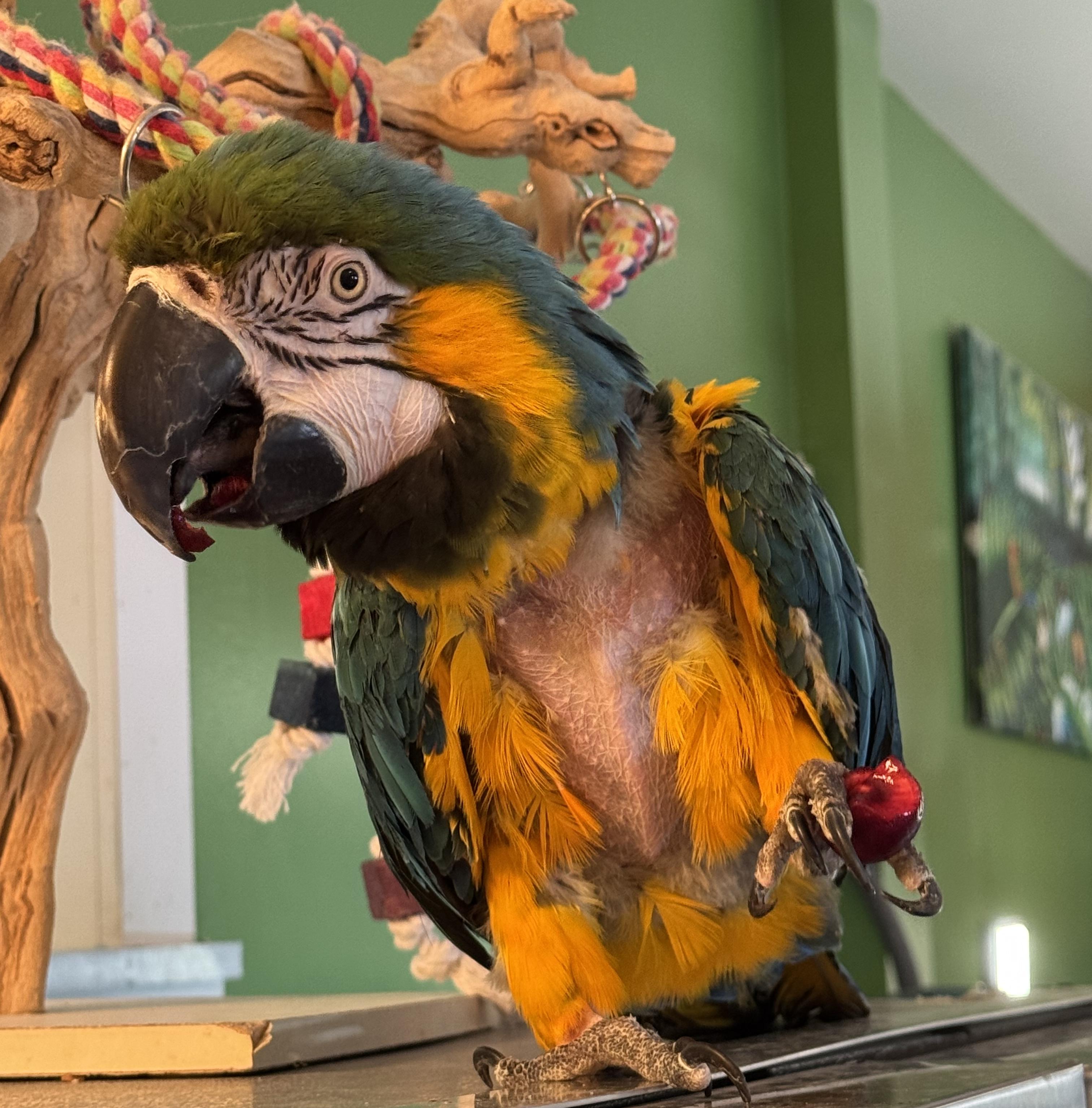 Enlarge Bertie, a Adoptable Macaw in Alexander, NC image 1/4
