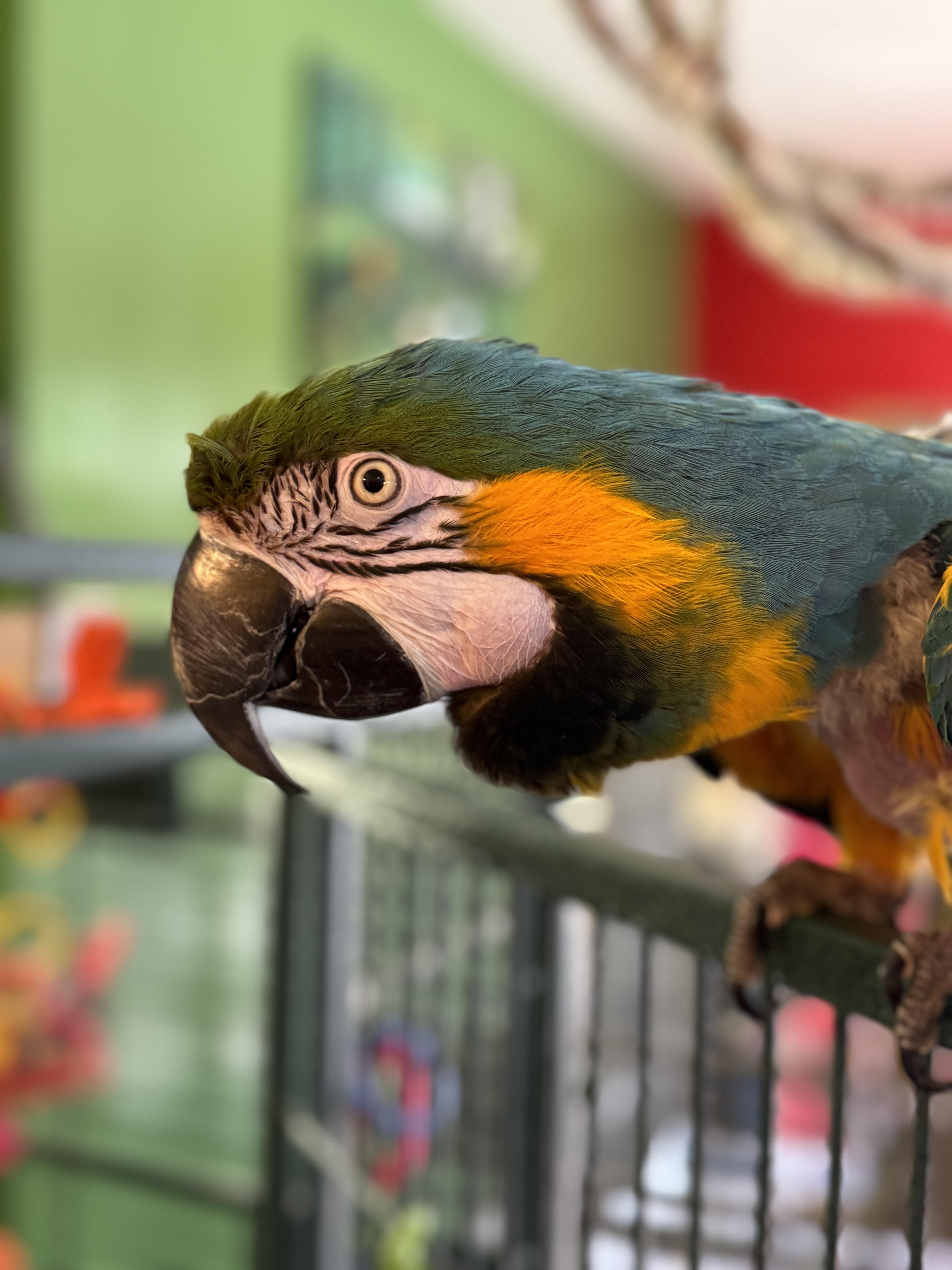Enlarge Bertie, a Adoptable Macaw in Alexander, NC image 4/4