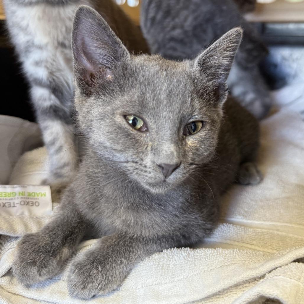 Bluey, Adoptable, Kitten Female Domestic Short Hair.