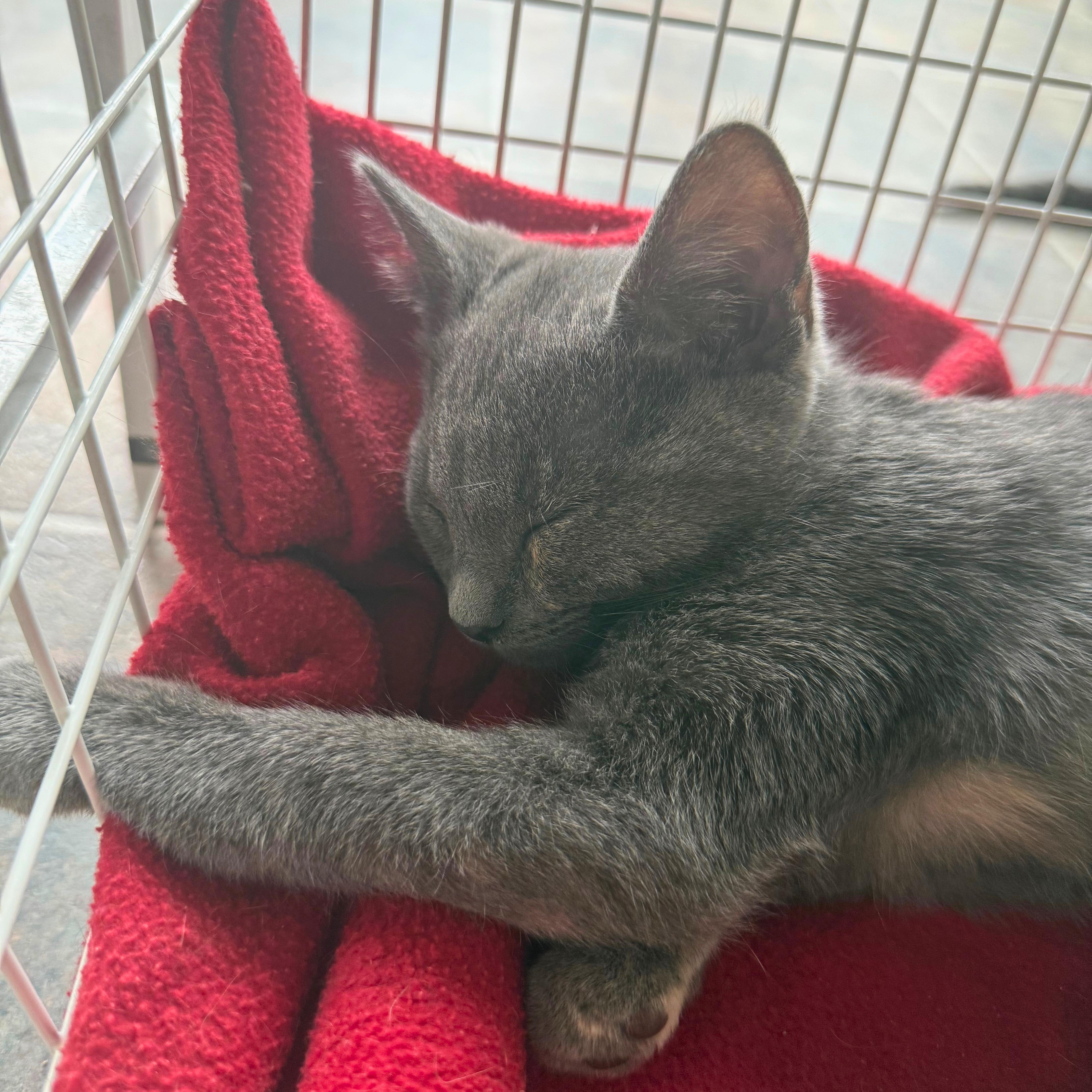 Bluey, a Adoptable Domestic Short Hair in Ridgway, CO image 2/2