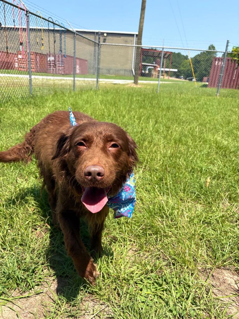 Jade, an adopted mixed breed in Winnsboro, SC image 4/4