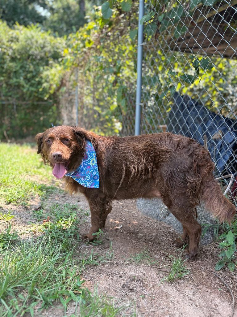 Jade, an adopted mixed breed in Winnsboro, SC image 1/4