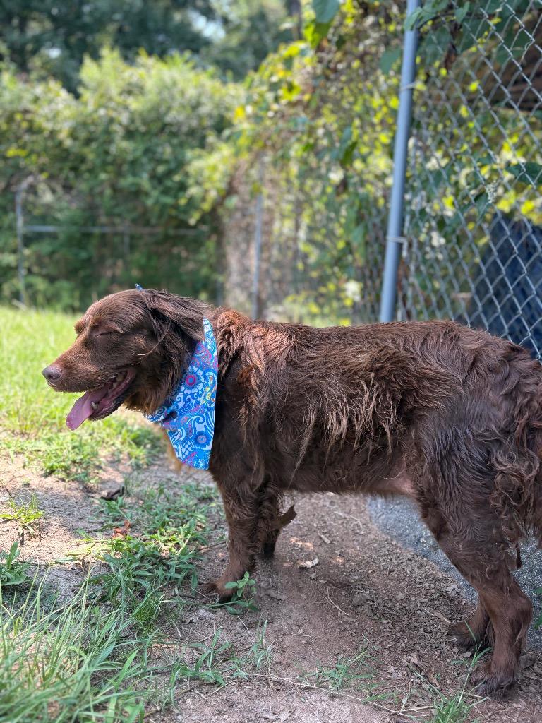 Jade, an adopted mixed breed in Winnsboro, SC image 2/4