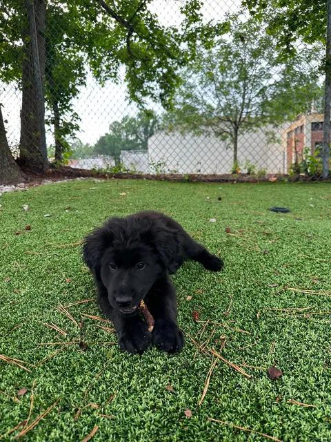 Enlarge Loki, an adopted mixed breed in Wilmington, NC image 6/6