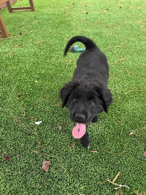 Enlarge Loki, an adopted mixed breed in Wilmington, NC image 5/6