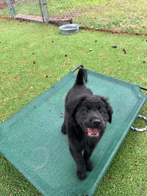 Enlarge Loki, an adopted mixed breed in Wilmington, NC image 2/6