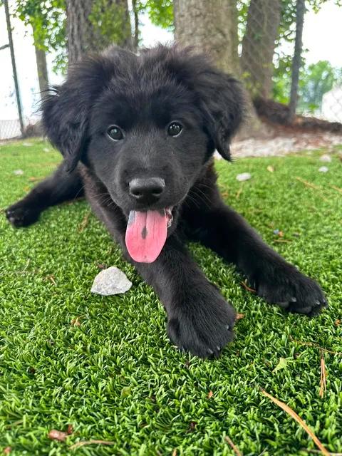 Enlarge Loki, an adopted mixed breed in Wilmington, NC image 1/6