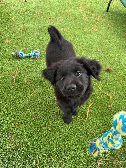 Enlarge Loki, an adopted mixed breed in Wilmington, NC image 3/6