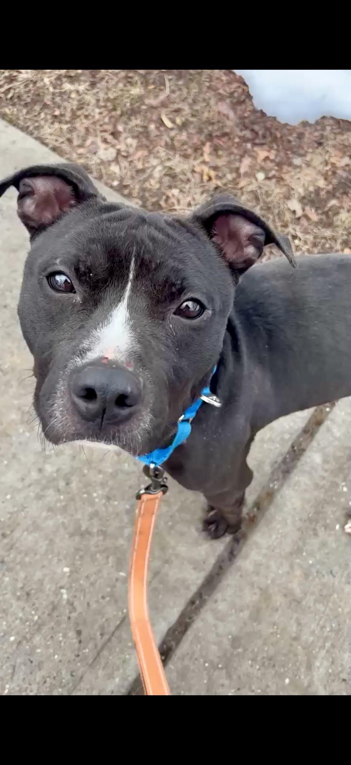 Colby , ADOPTABLE, Adult Male Pit Bull Terrier.