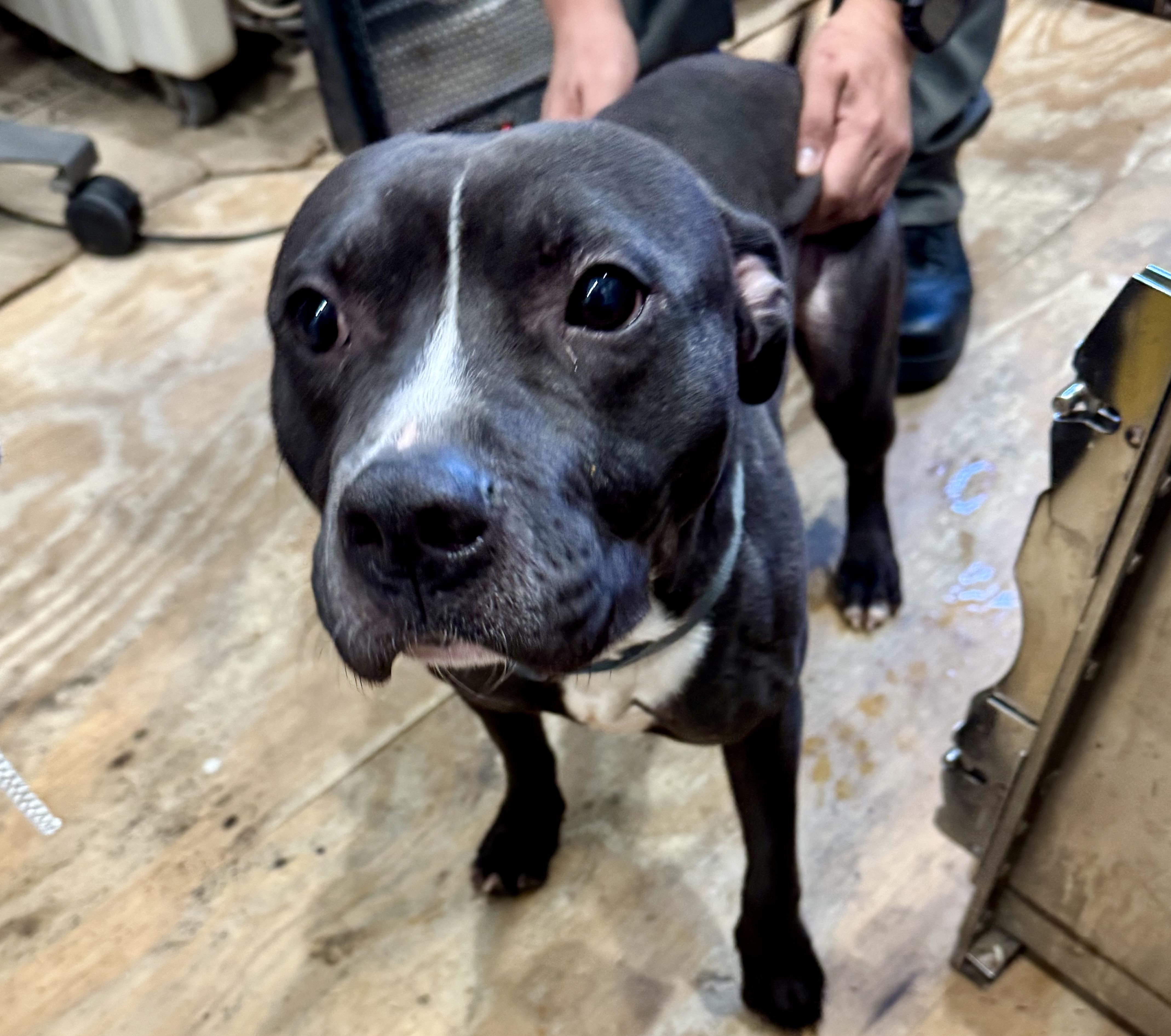 Enlarge Colby , a ADOPTABLE Pit Bull Terrier in East Orange, NJ image 1/1