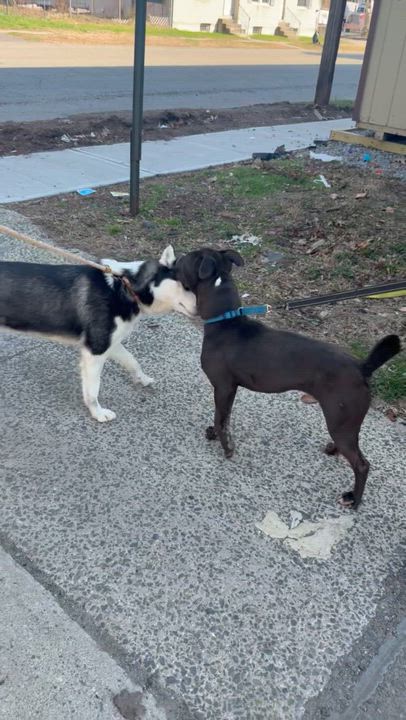 Enlarge Colby , a ADOPTABLE Pit Bull Terrier in East Orange, NJ video 3/4