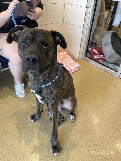 Enlarge Bugsby, a Adoptable mixed breed in North Richland Hills, TX image 1/1