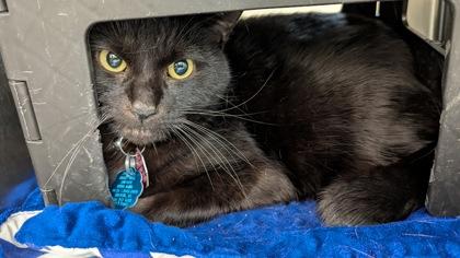 Enlarge Rizzo, a Adoptable mixed breed in Wichita, KS image 1/2