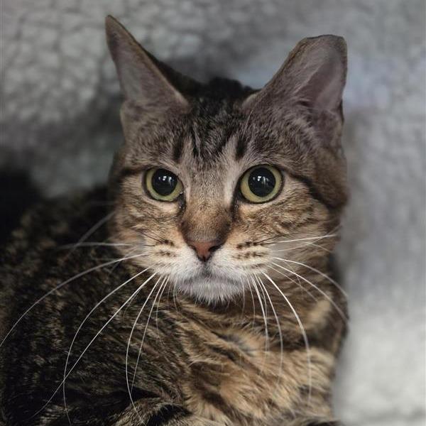 Oscarette, Adoptable, Young Female Domestic Short Hair.