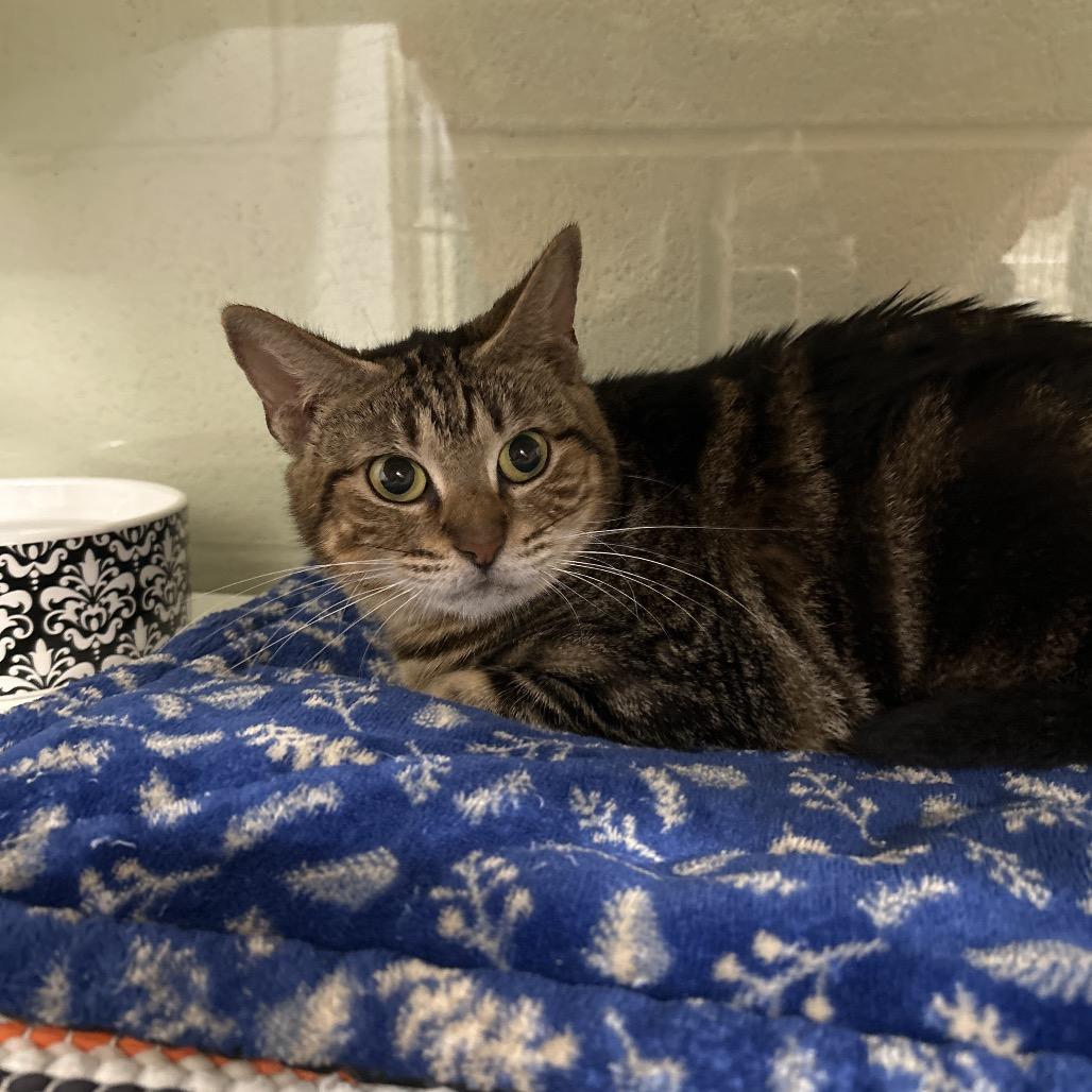 Oscarette, Adoptable, Young Female Domestic Short Hair.