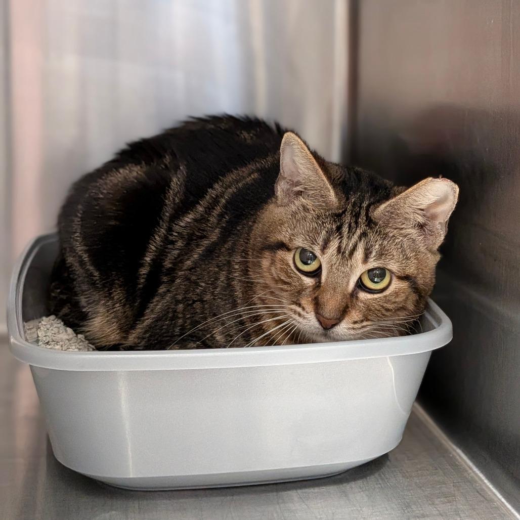 Enlarge Oscarette, a Adoptable mixed breed in Houston, TX image 2/2