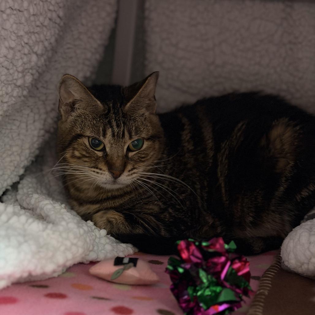 Enlarge Oscarette, a Adoptable mixed breed in Houston, TX image 4/6