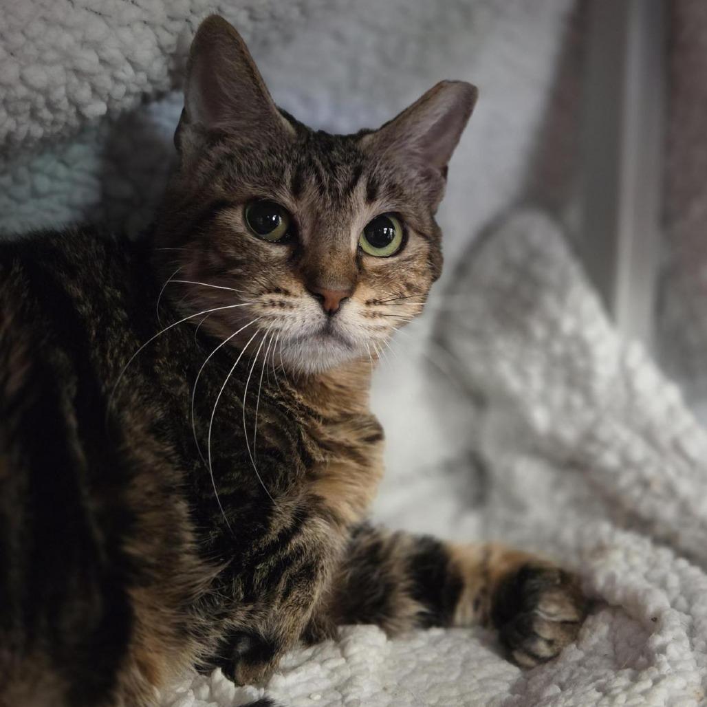 Enlarge Oscarette, a Adoptable mixed breed in Houston, TX image 5/6