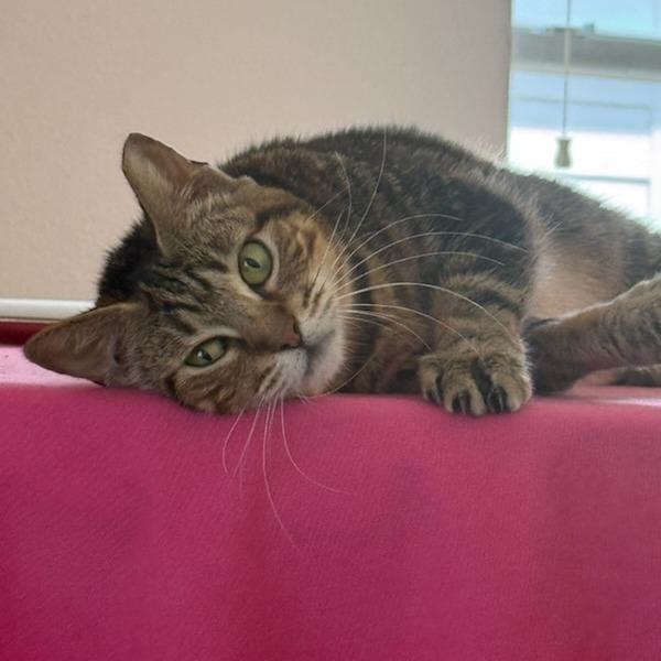 Enlarge Oscarette, a Adoptable mixed breed in Houston, TX image 5/6
