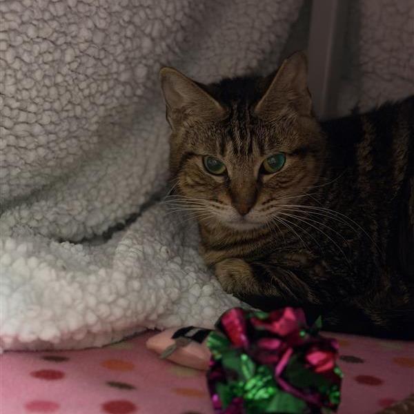 Enlarge Oscarette, a Adoptable mixed breed in Houston, TX image 6/6