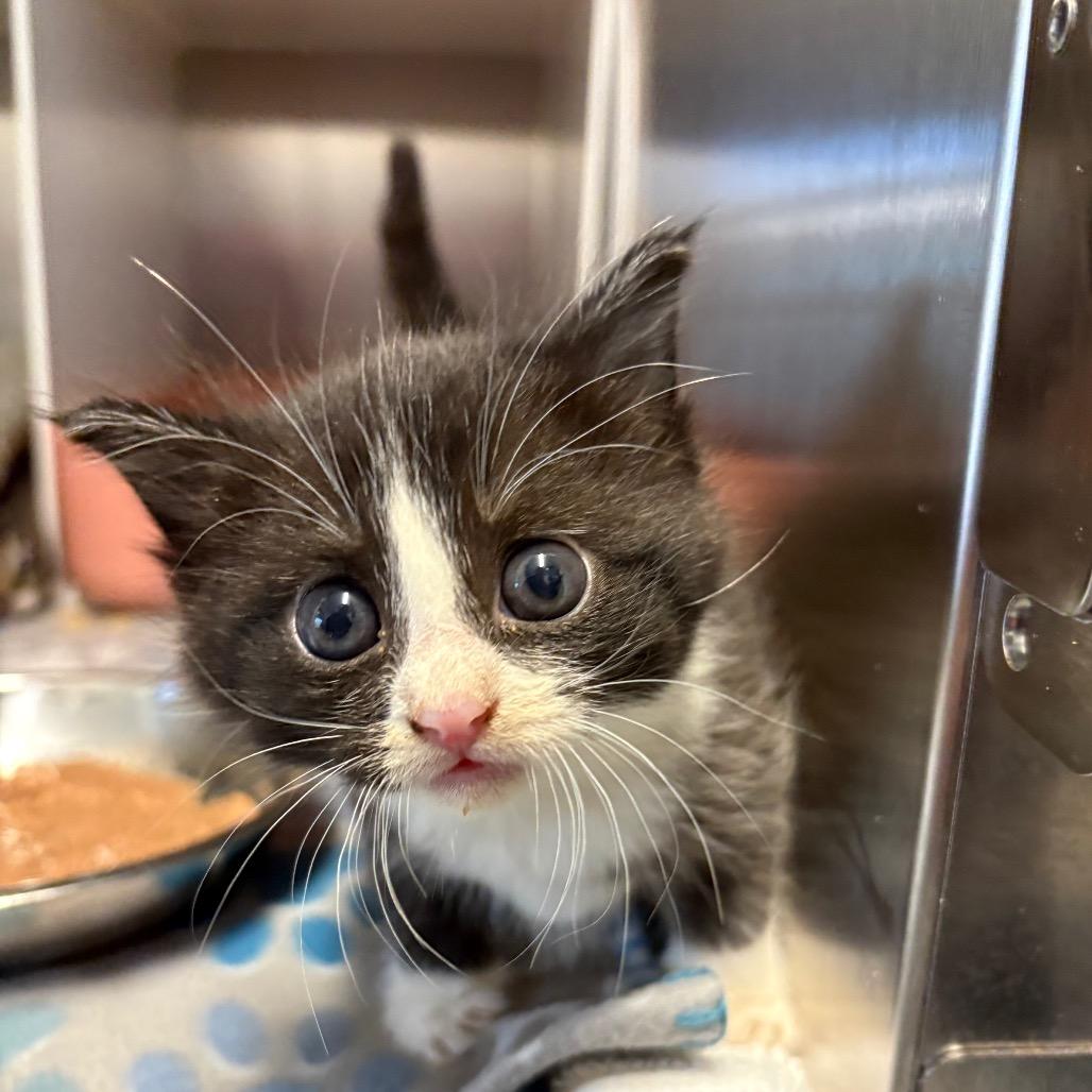 Lighting McQueen, Adoptable, Kitten Female Domestic Medium Hair.