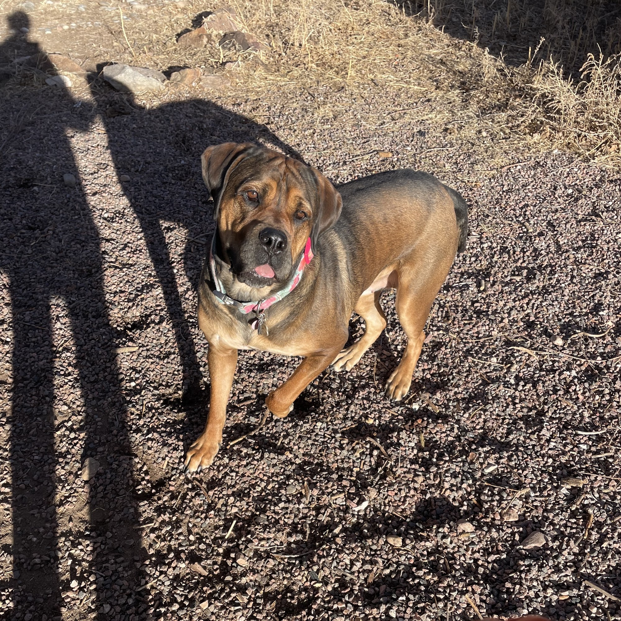 Rosie photo 1