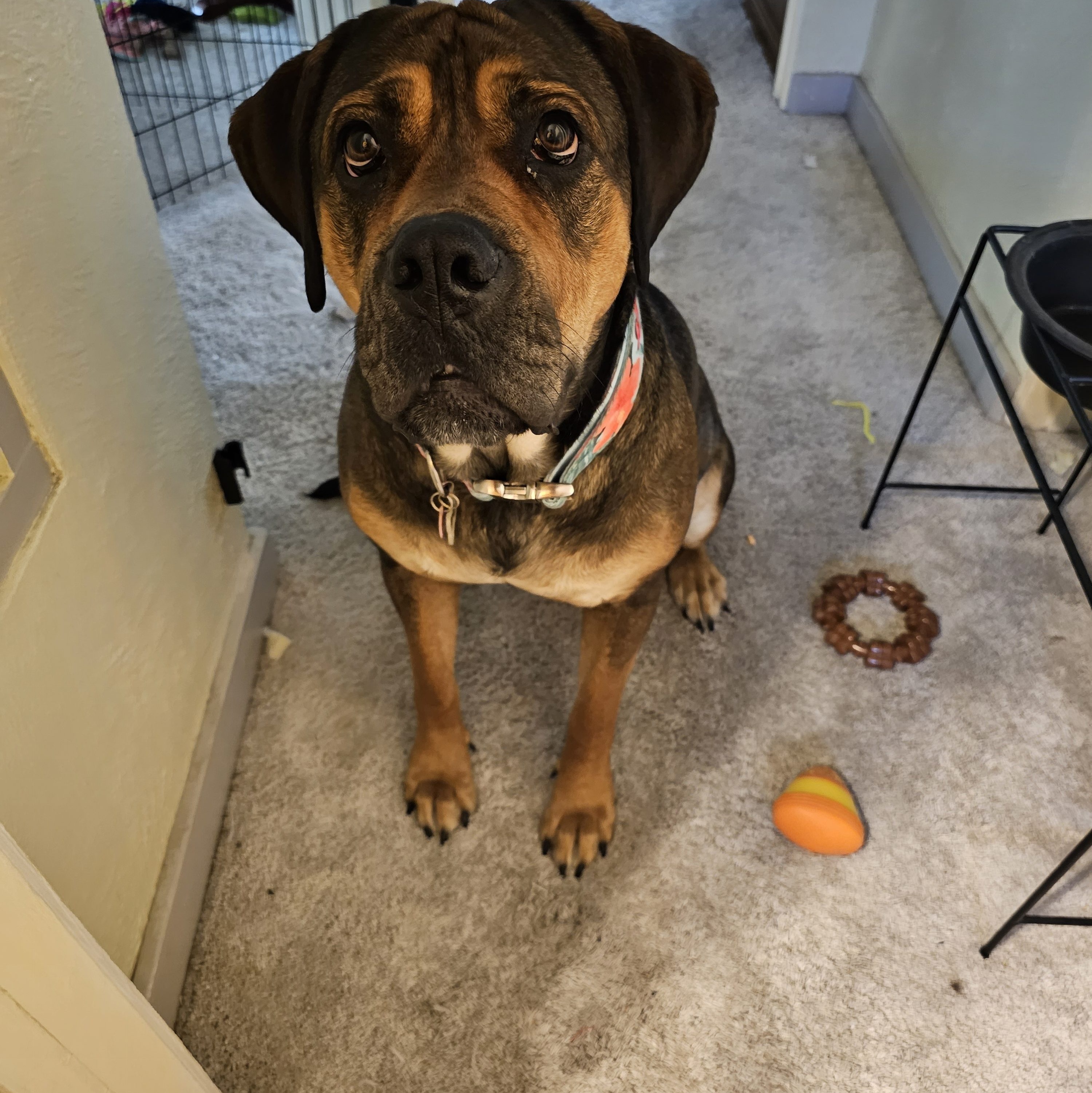 Rosie photo 4