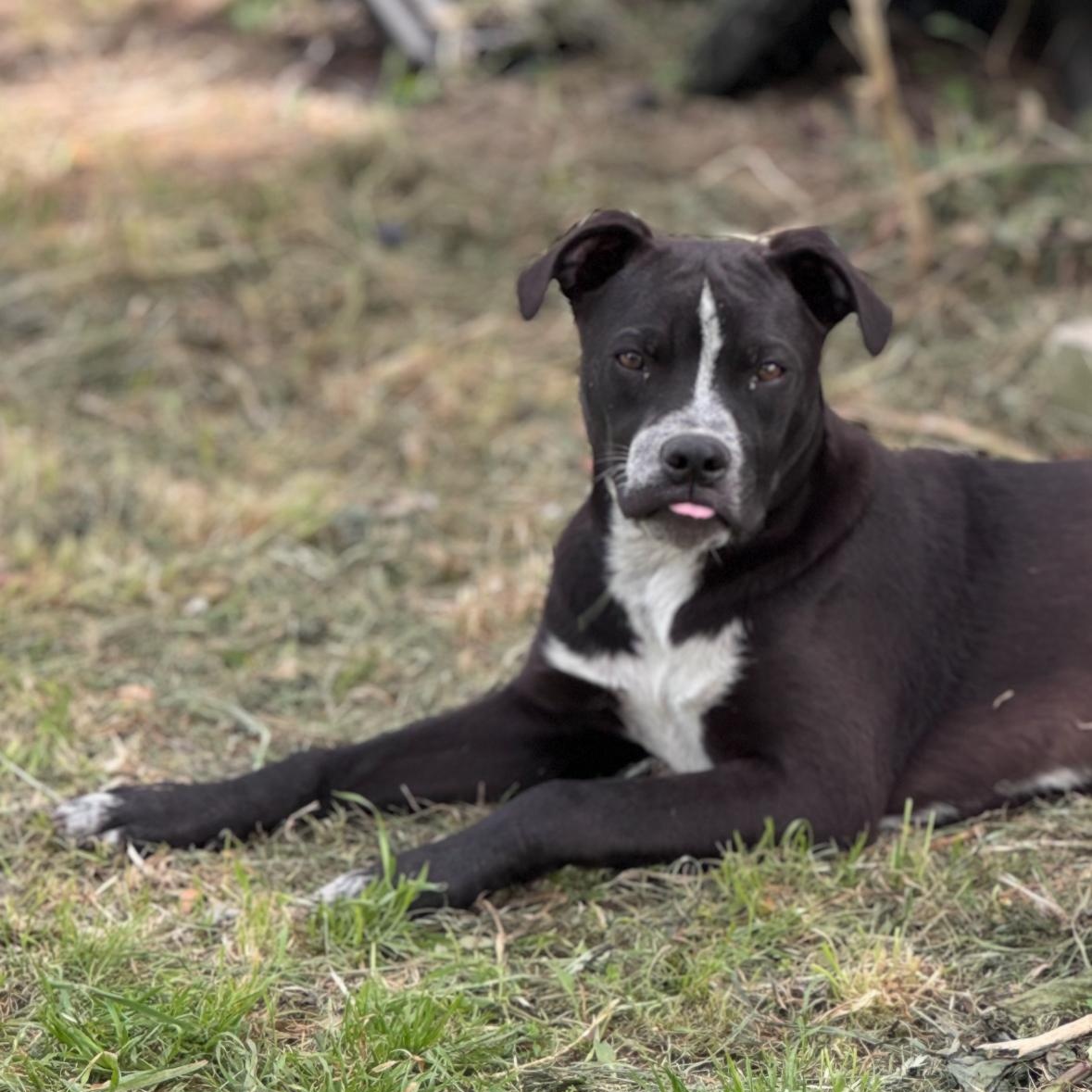 Costello, Adoptable, Adult Male Labrador Retriever & Pit Bull Terrier.
