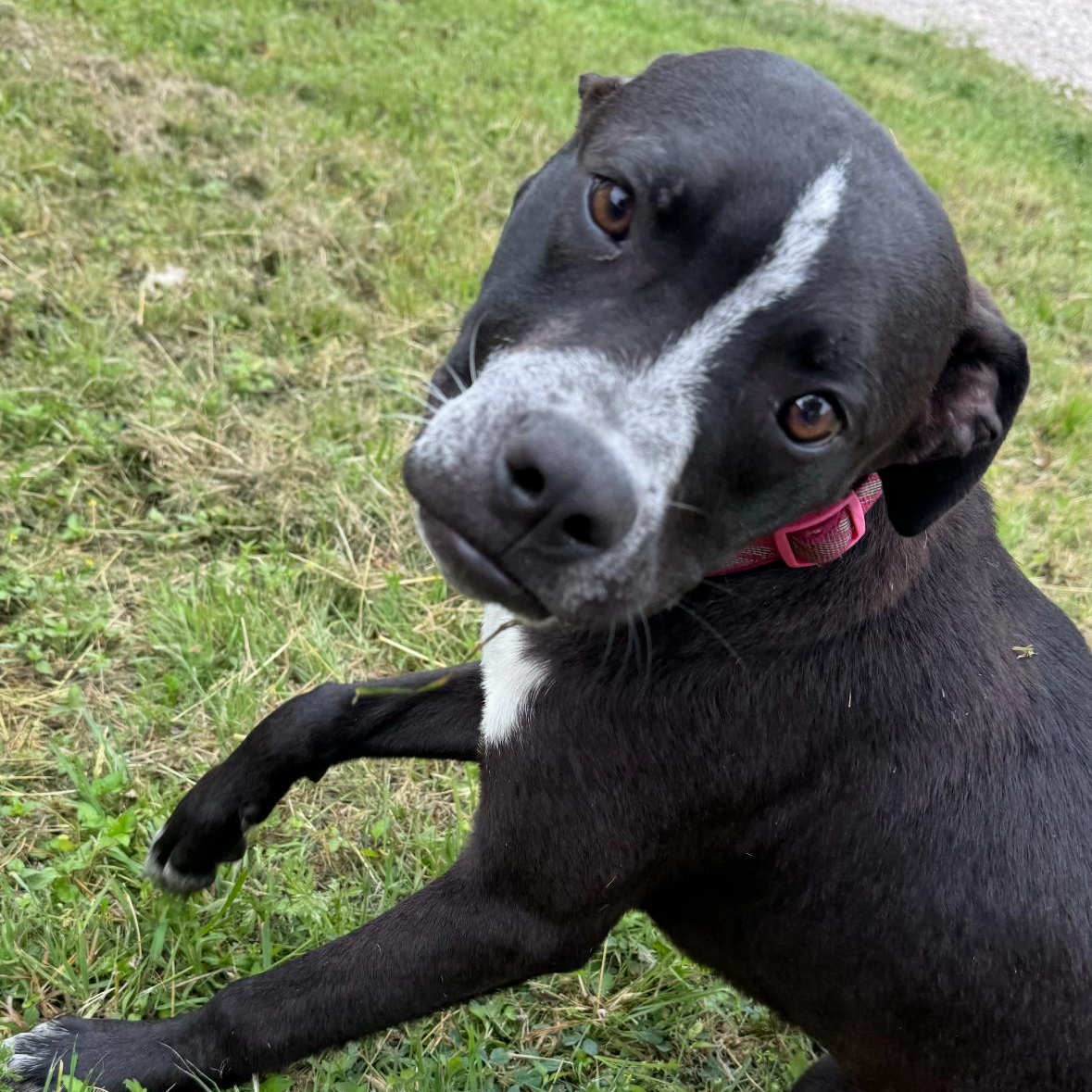 Costello, a Adoptable mixed breed in Magnolia, TX image 2/3