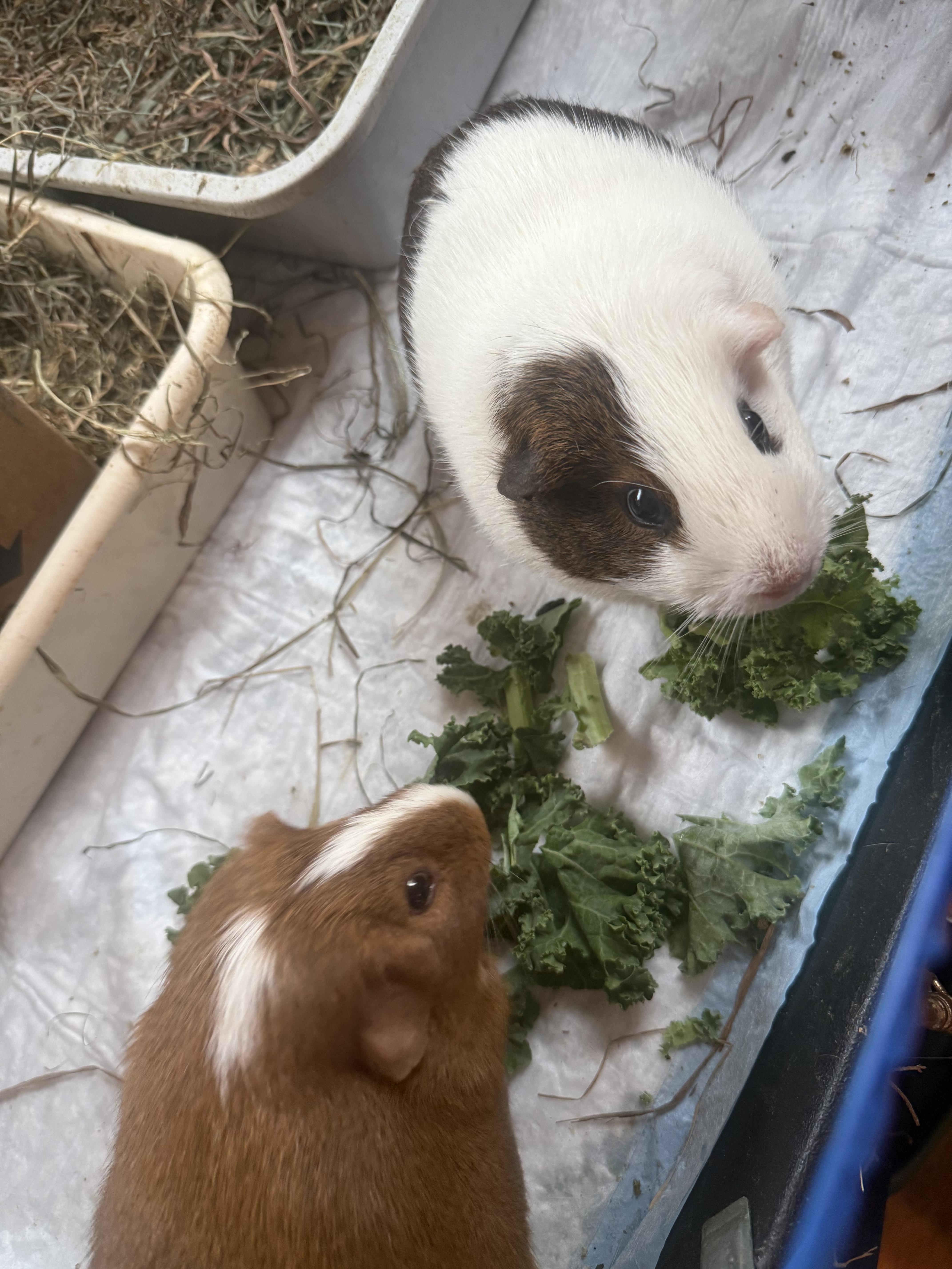 Penny & Kevin, ADOPTABLE, Adult Female Guinea Pig.