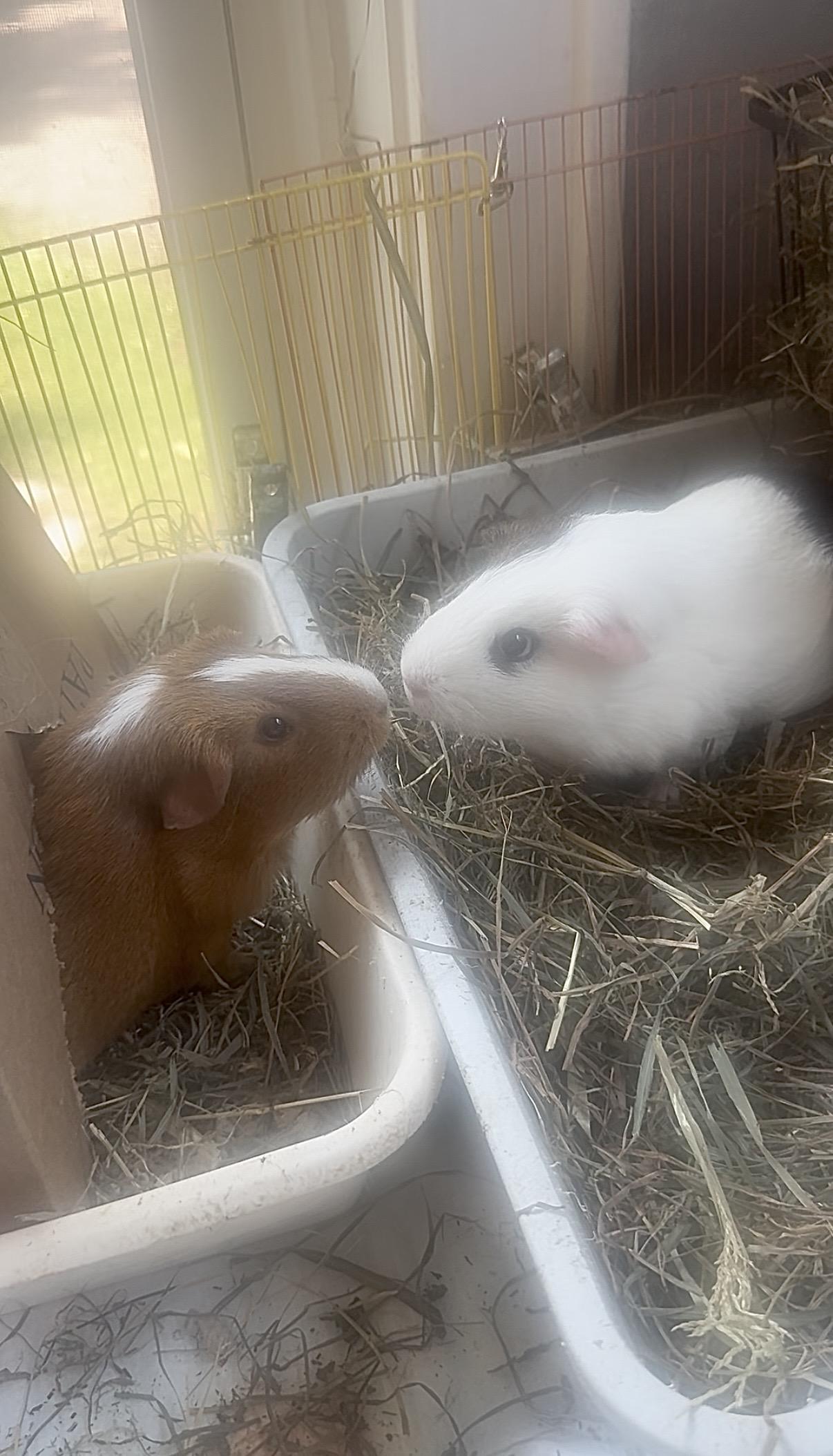 Penny & Kevin, a ADOPTABLE Guinea Pig in Salisbury Mills, NY image 2/2