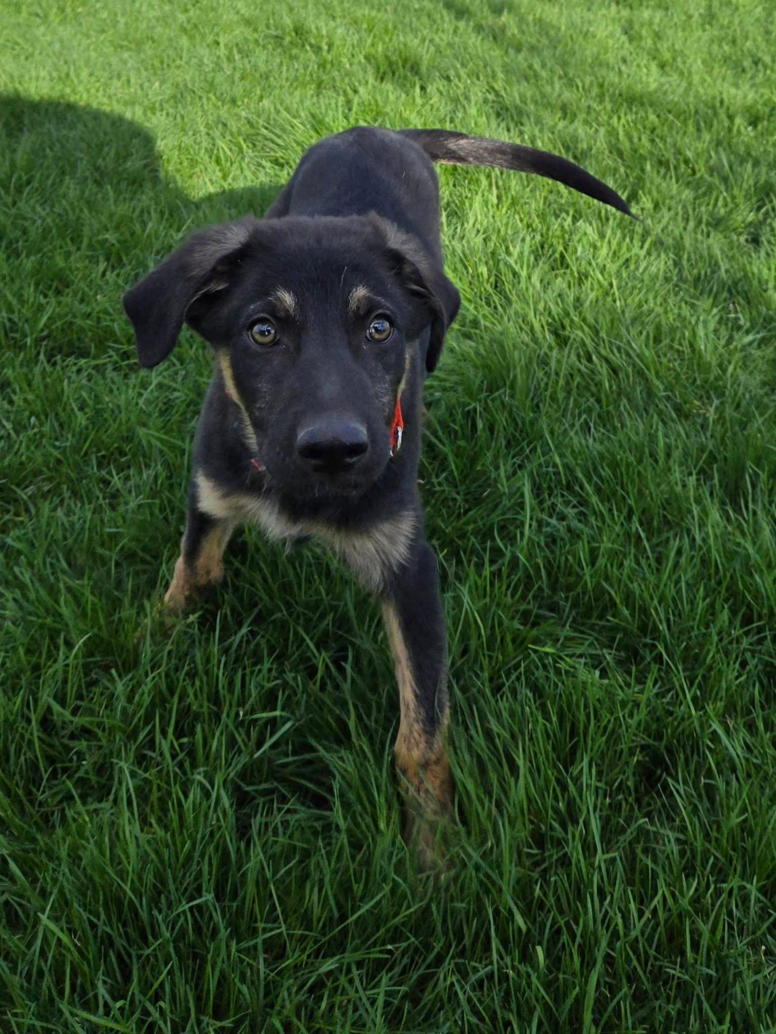 Enlarge Dallas, a Adoptable German Shepherd Dog in New London, WI image 1/3
