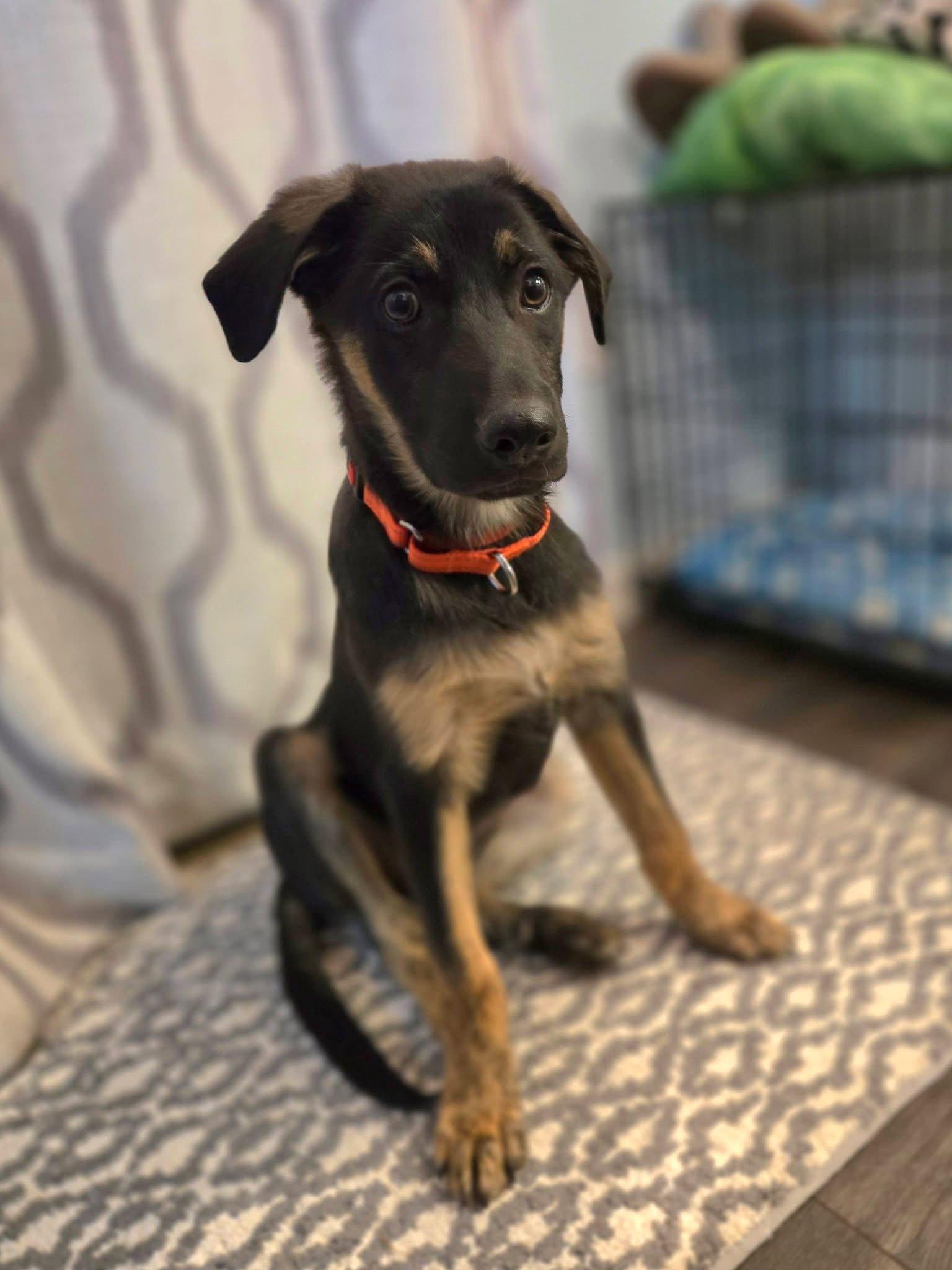 Enlarge Dallas, a Adoptable German Shepherd Dog in New London, WI image 2/3