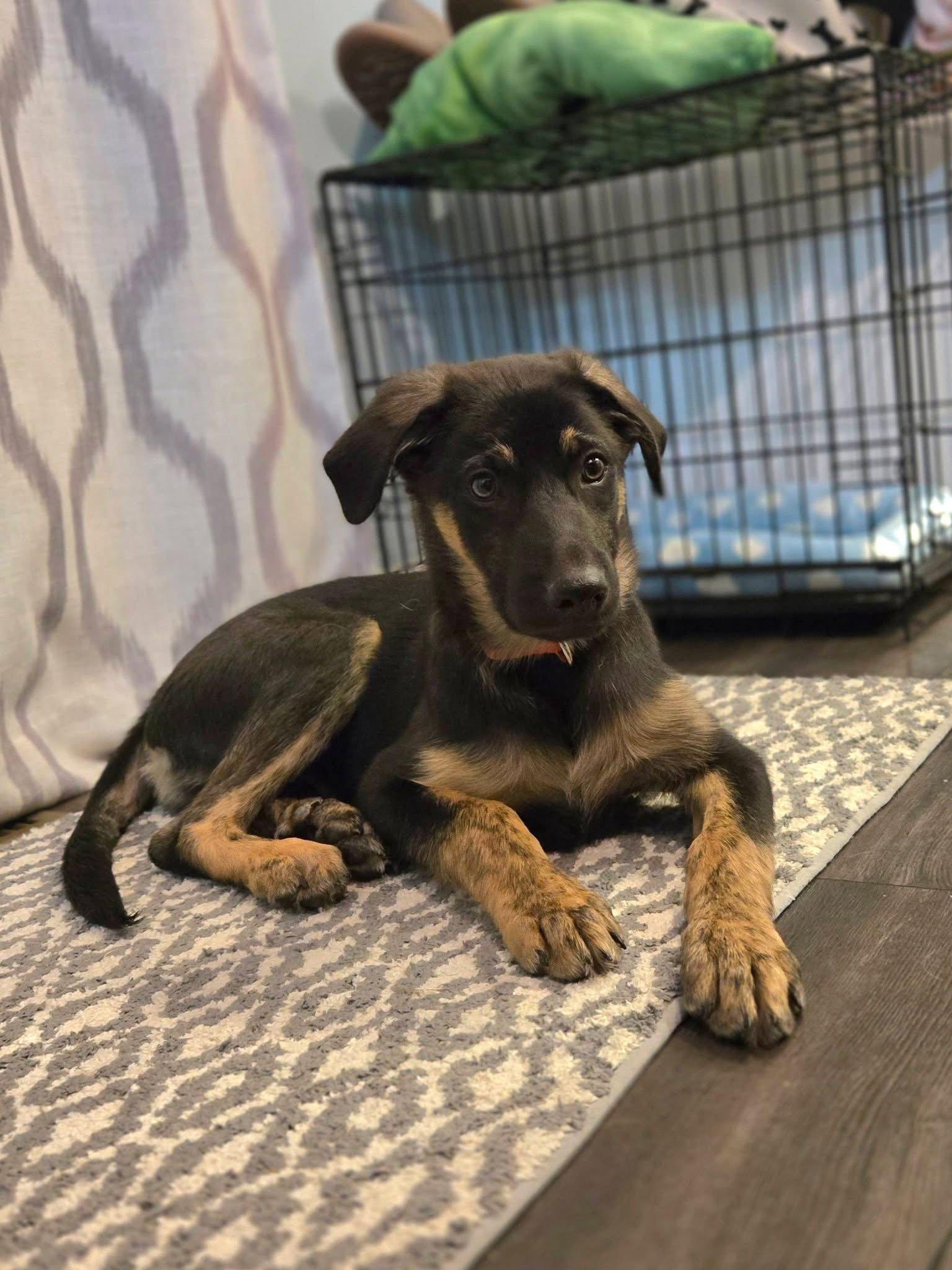 Enlarge Dallas, a Adoptable German Shepherd Dog in New London, WI image 3/3