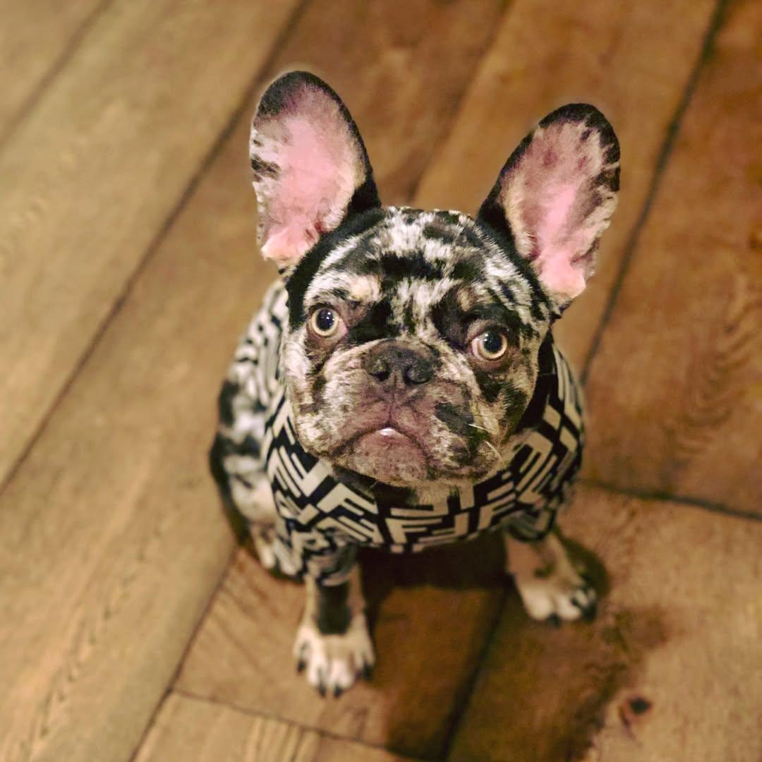 Enlarge Fendi, a Adoptable French Bulldog in Monticello, NY image 1/2