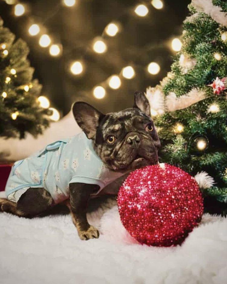 Enlarge Fendi, a Adoptable French Bulldog in Monticello, NY image 2/2