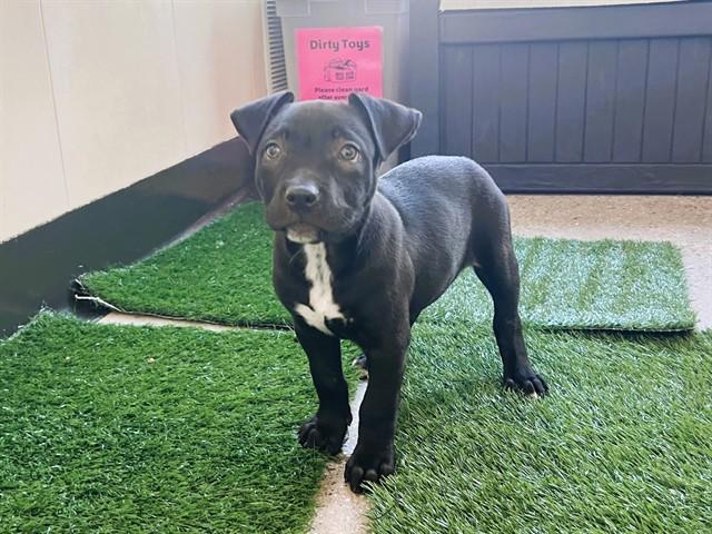 THELONIUS MONK, Adoptable, Puppy Male Pit Bull Terrier.