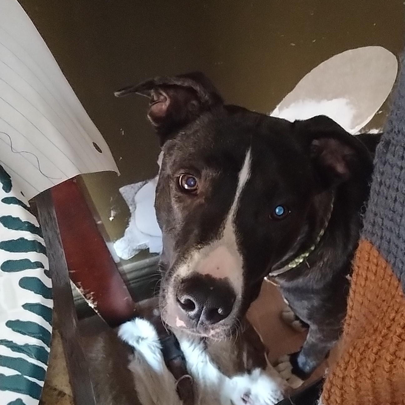 Dog for adoption - Ringo, a Mixed Breed in Wilmington, NC | Petfinder