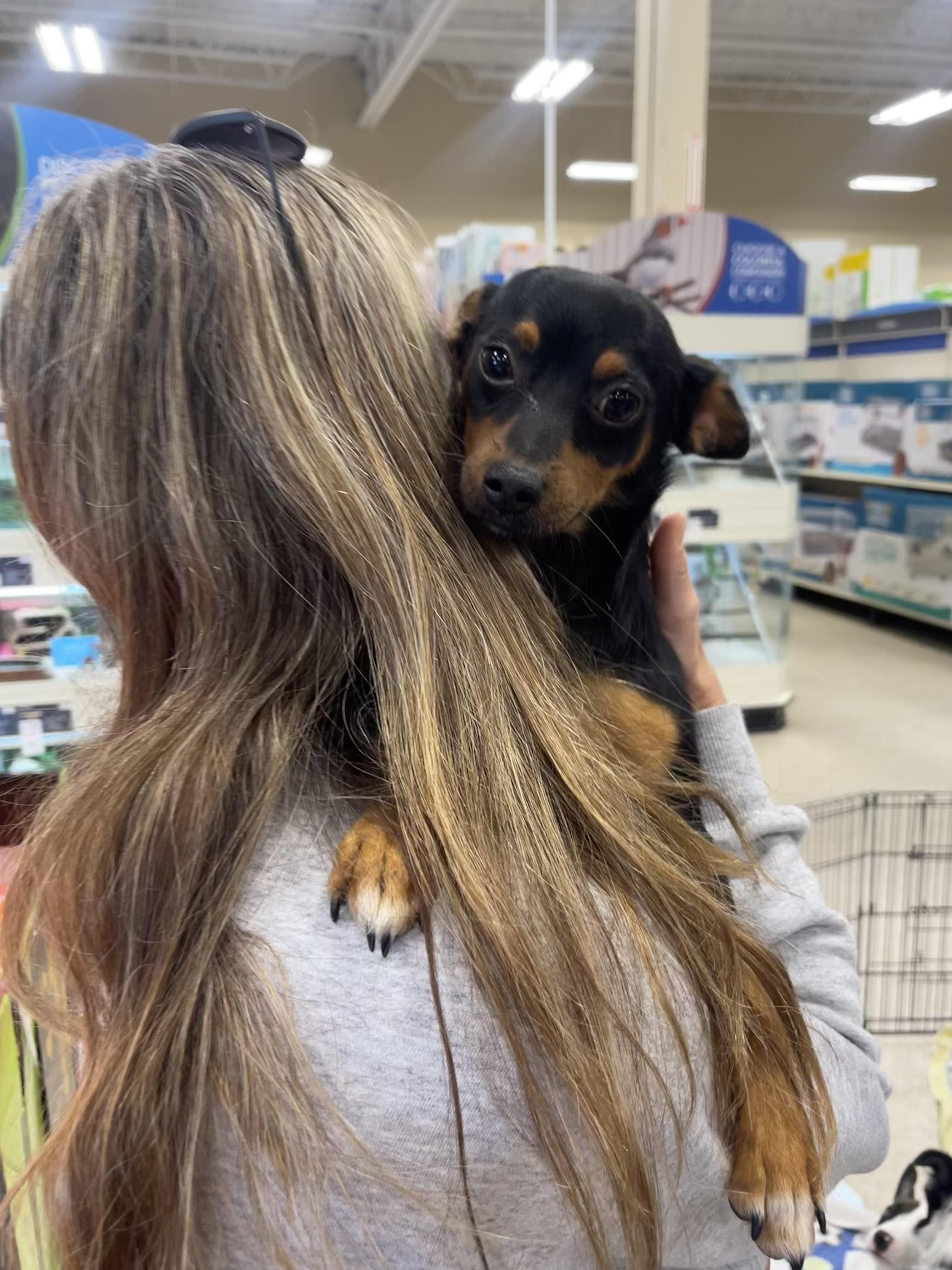 Juice, an adoptable Chiweenie, Chihuahua in Winter, WI, 54896 | Photo Image 4