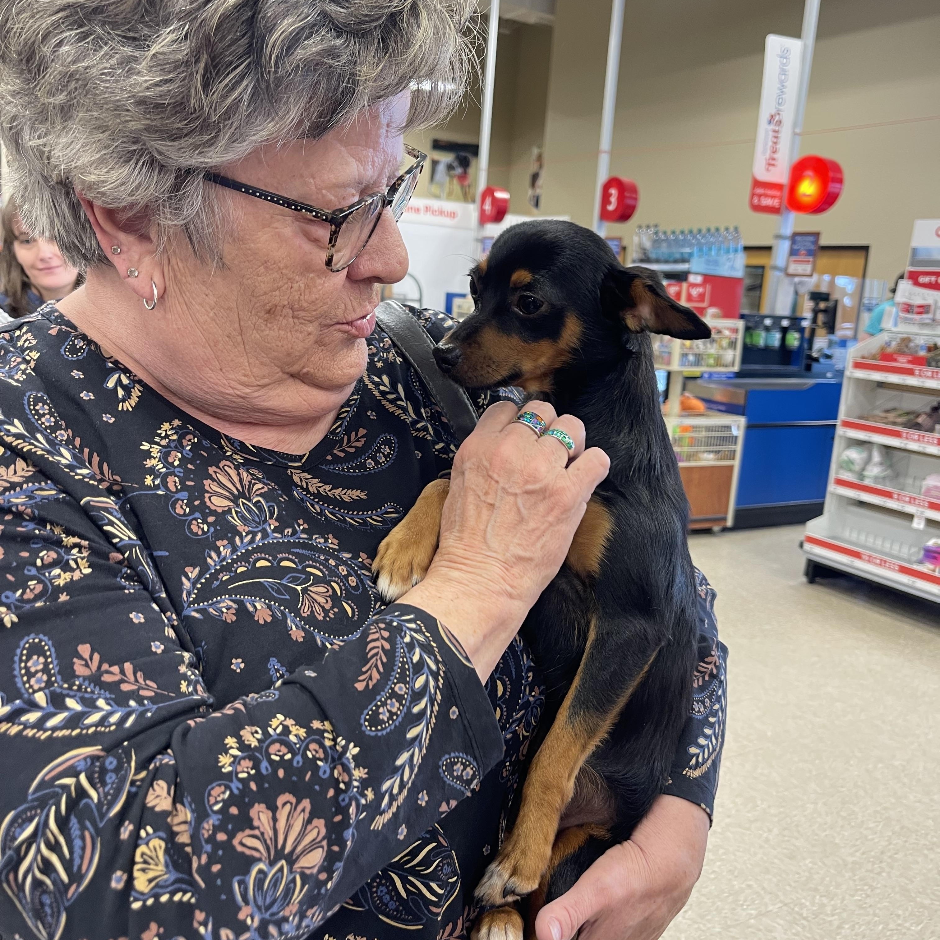 Juice, an adoptable Chiweenie, Chihuahua in Winter, WI, 54896 | Photo Image 3