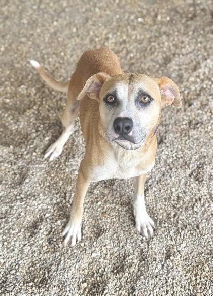 Princess, Adoptable, Adult Female Labrador Retriever & Hound.