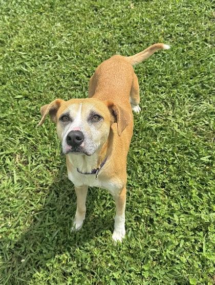 Enlarge Princess, a Adoptable mixed breed in Gray, LA image 2/2