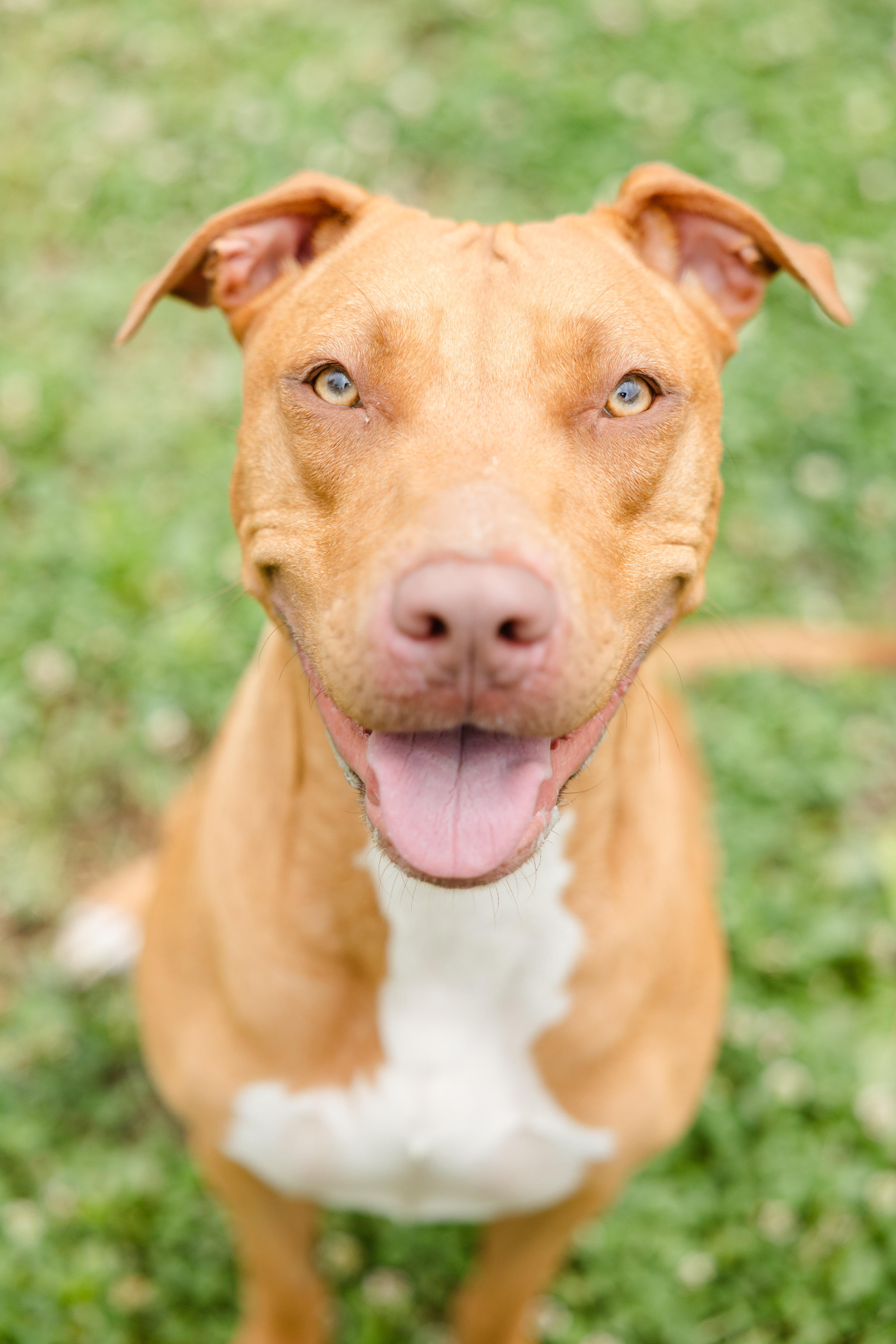Mama Cass, a ADOPTABLE mixed breed in Newburgh, IN image 2/3