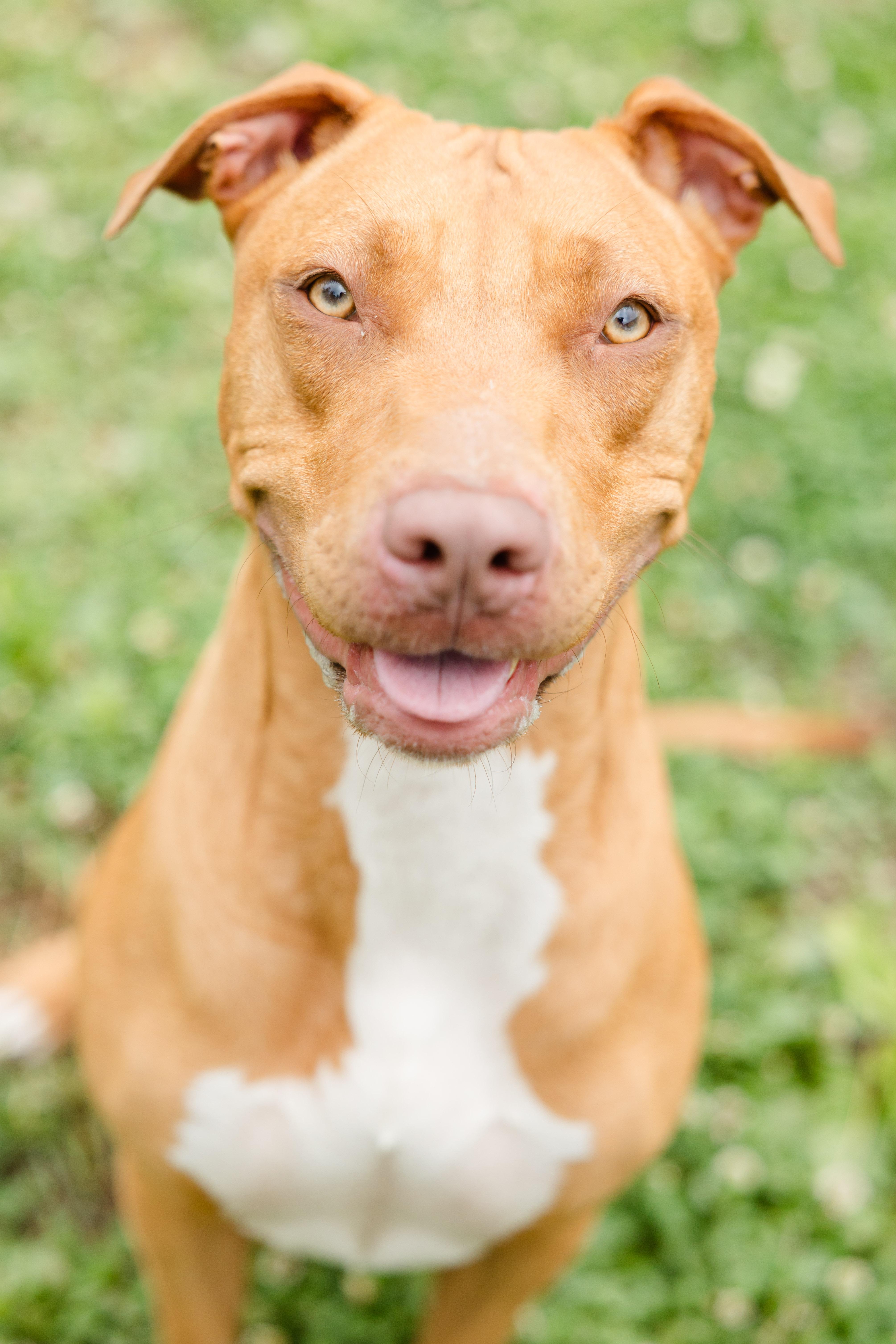 Mama Cass, a ADOPTABLE mixed breed in Newburgh, IN image 1/3