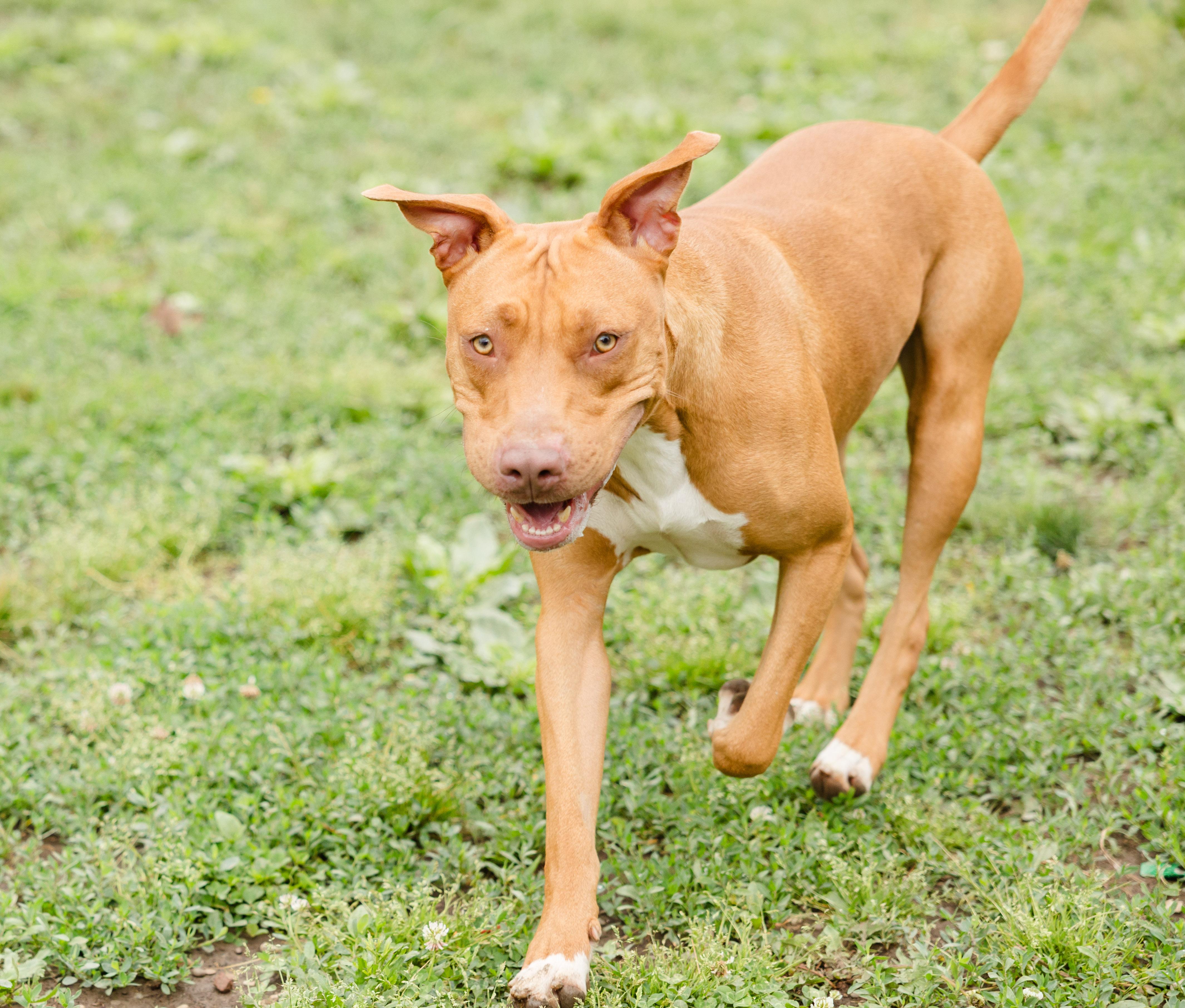 Mama Cass, a ADOPTABLE mixed breed in Newburgh, IN image 3/3