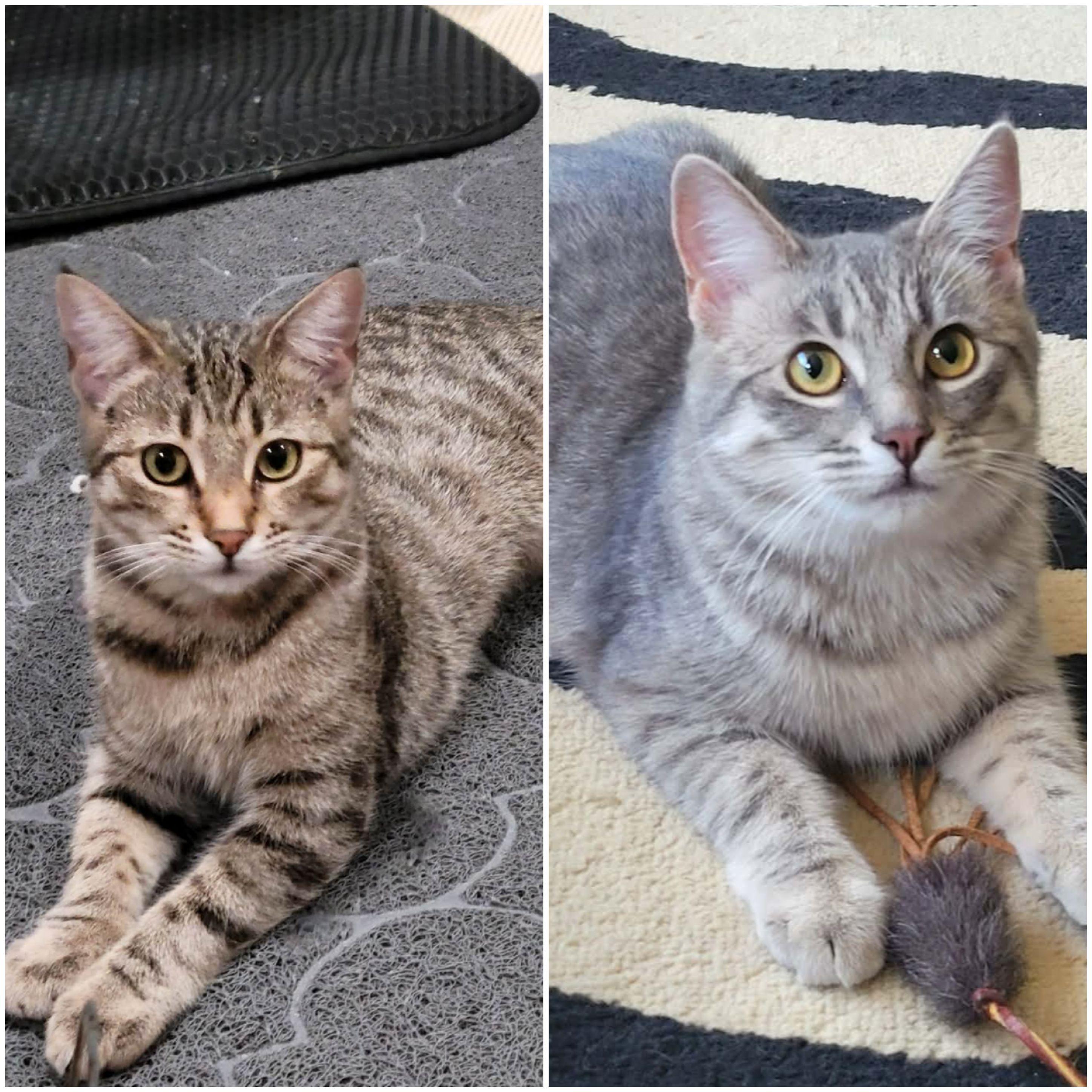 Missy & Mia, Adoptable, Kitten Female Domestic Short Hair & Tabby.